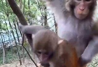 mother monkey supports her young while navigating the forest.